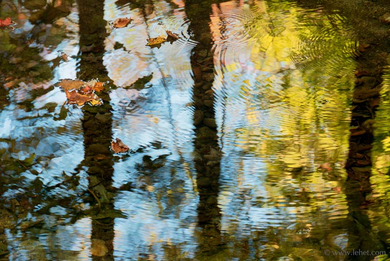 Four Water Striders,Autumn,Vermont