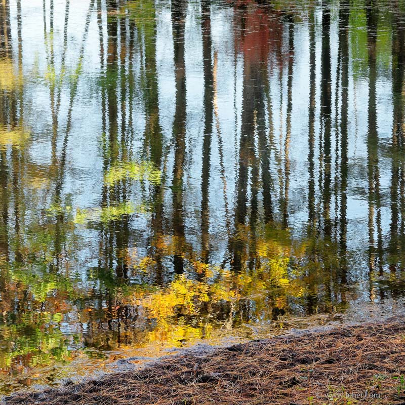 Pond in Woods,Hartland Vermont,October 2014