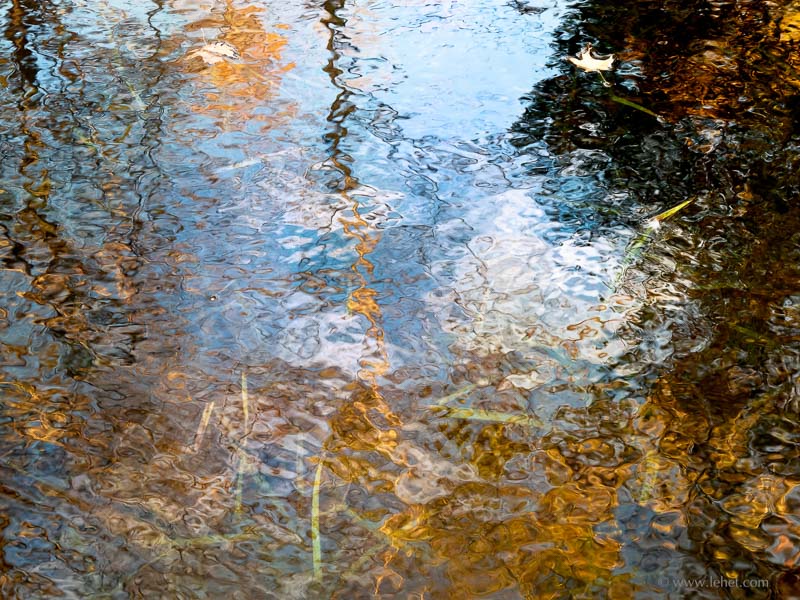 Two Maple Leaves in Pond,Water Weeds,Sky and Foliage Reflections,VT,2010