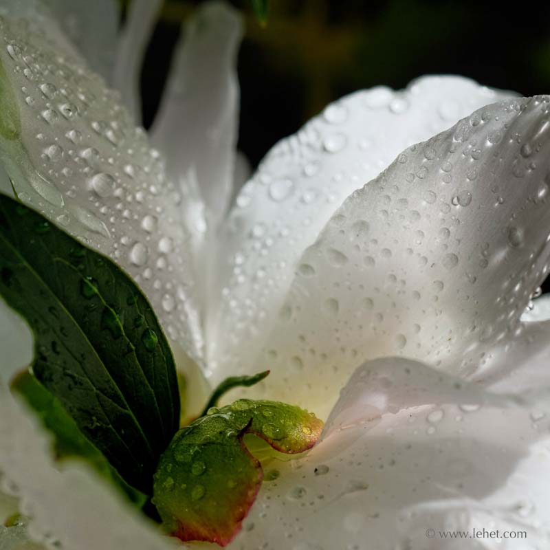 Pale Pink Peony After Rain,2009
