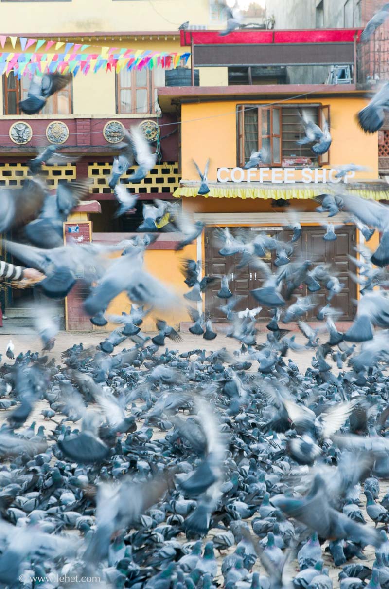 Pigeons and Coffee Shop,Bauddha,Nepal 2013