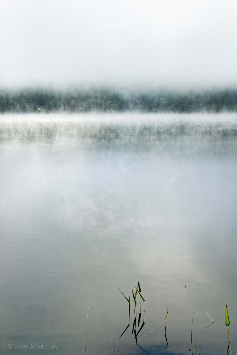 Pickerelweed,Mist Breaking Up,Post Pond