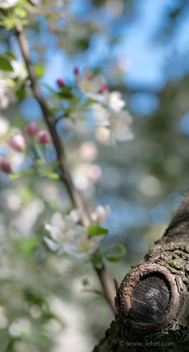 Pruned Apple Tree,Blossoms