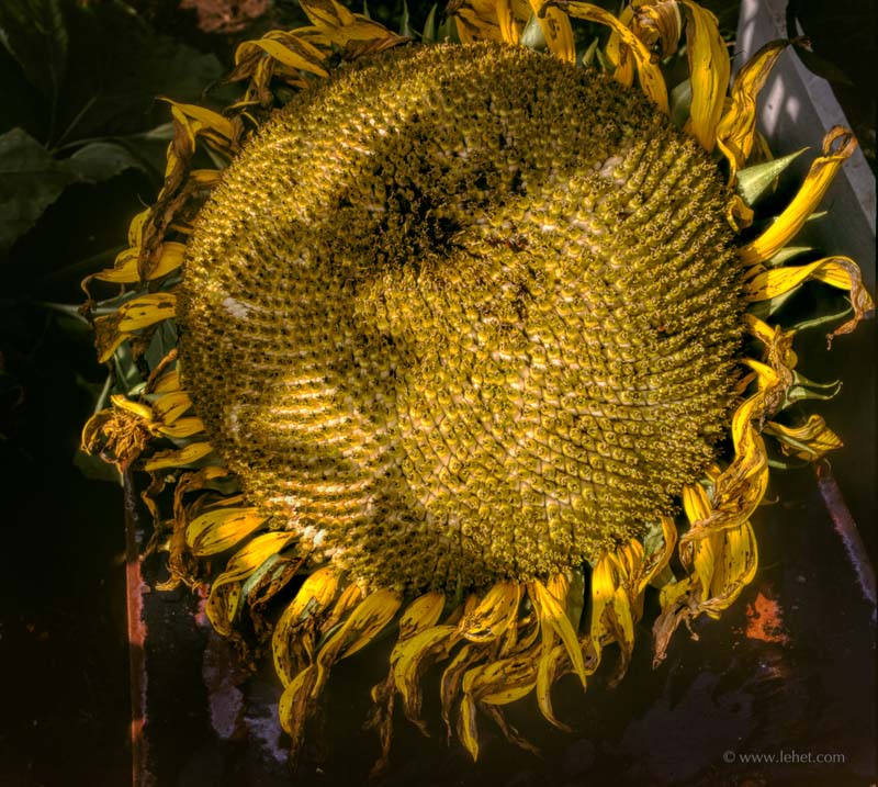 Sunflower Head,VT
