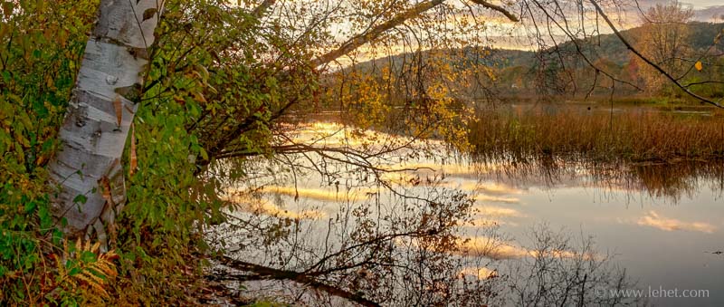 Birch and Fern,Connecticut River Autumn