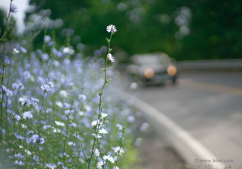 Roadside Chicory,Vermont,2016