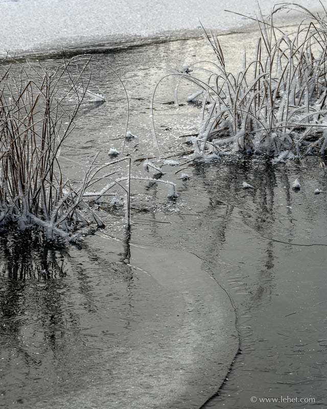 Reeds,Ice,and Rime,Clay Brook,NH
