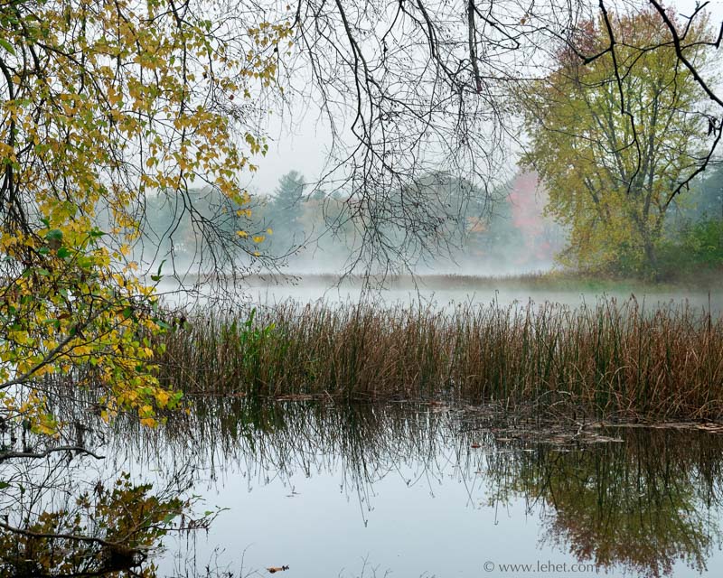 Fall Birches,Reeds and Mist