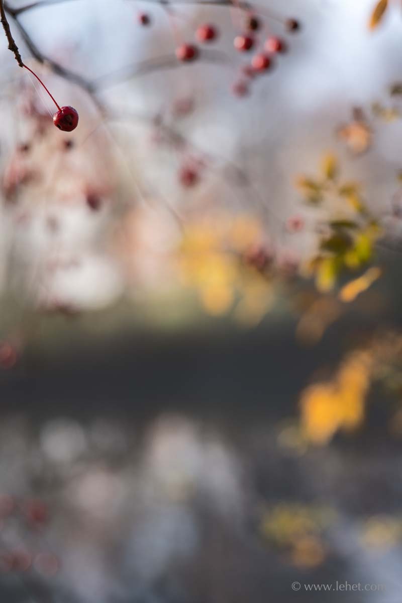 Crabapples and Fall Swamp Rose by Pond,Bokeh