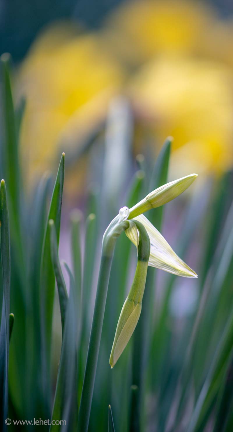 Daffodil Buds,and Daffodils Behind