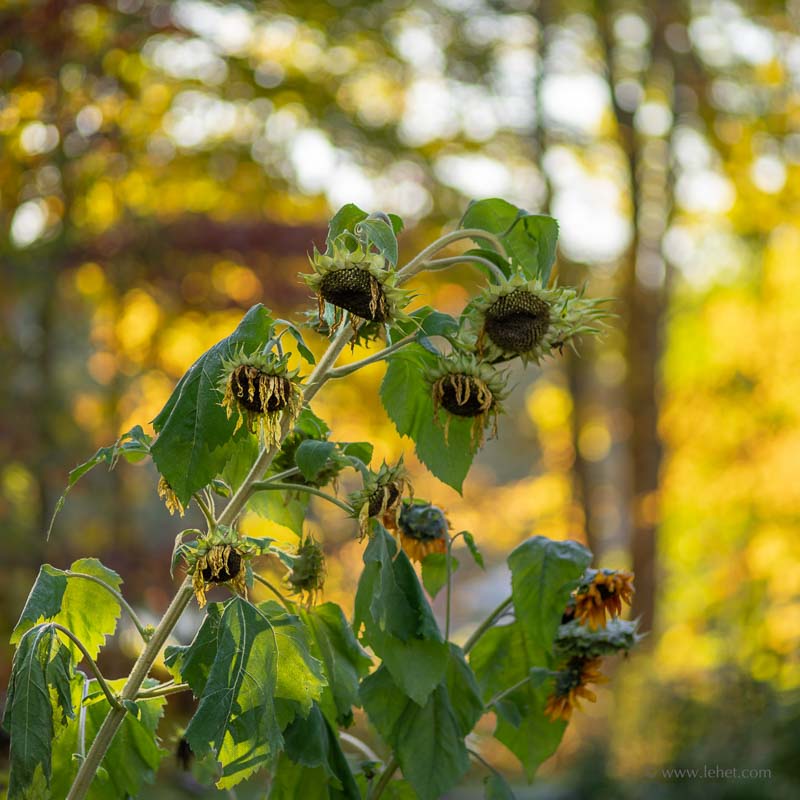Sunflowers and Fall Foliage,Square