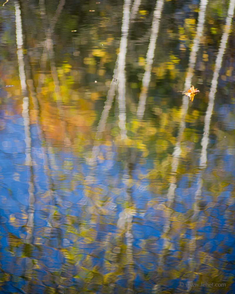 One Maple Leaf,Birch Reflections,Autumn