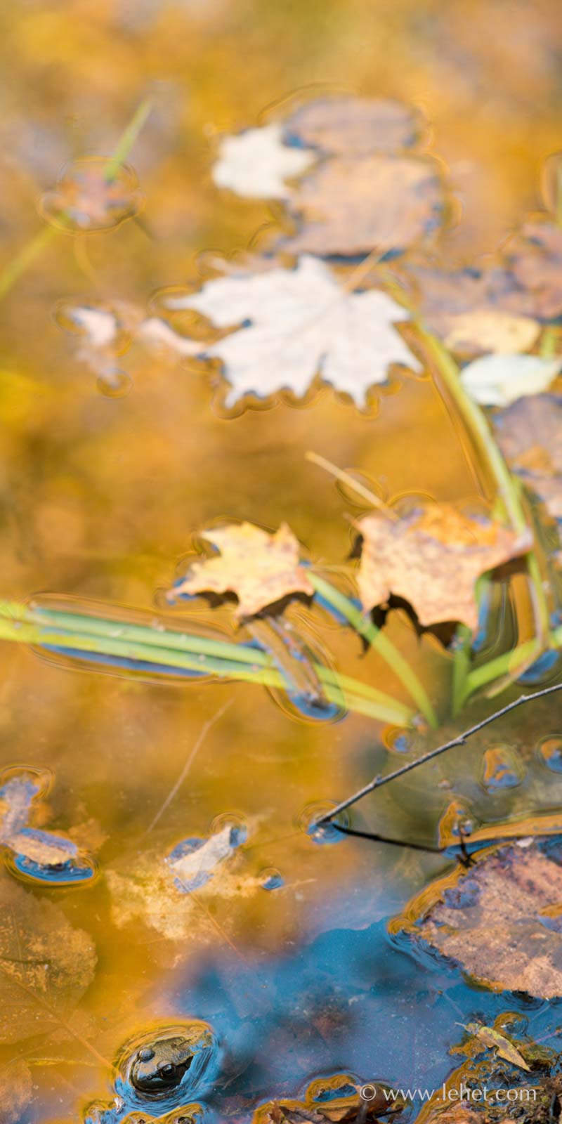 Frog,Fallen Leaves,Foliage Reflections