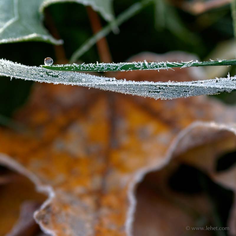Frozen Dewdrop,Frost,Gold Maple Leaf,2008