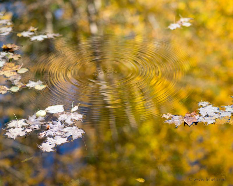 Apple,Leaves,and Ripples,Golden Reflections