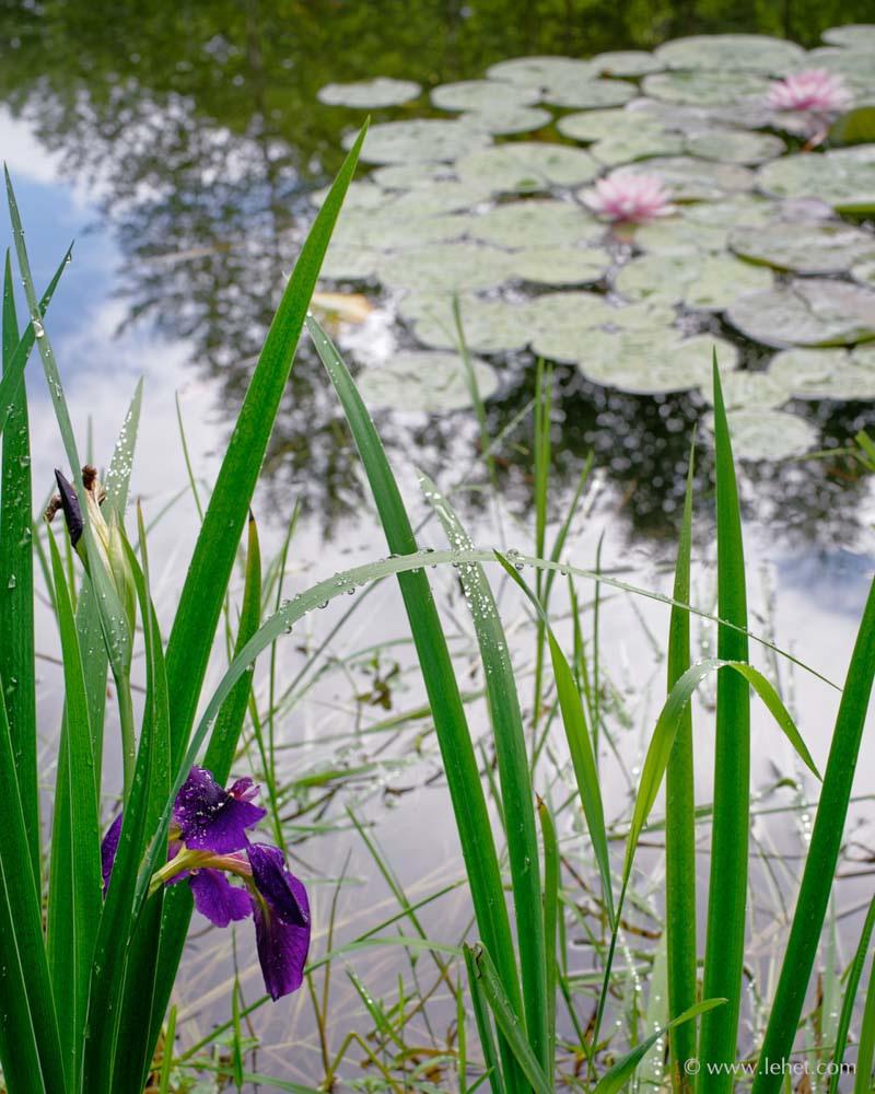 Japanese Iris and Waterlilies After Rain,Sunshine
