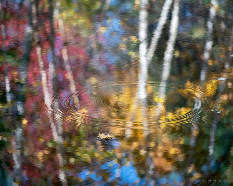Leaf Splash,Birch Reflections,Fall Foliage