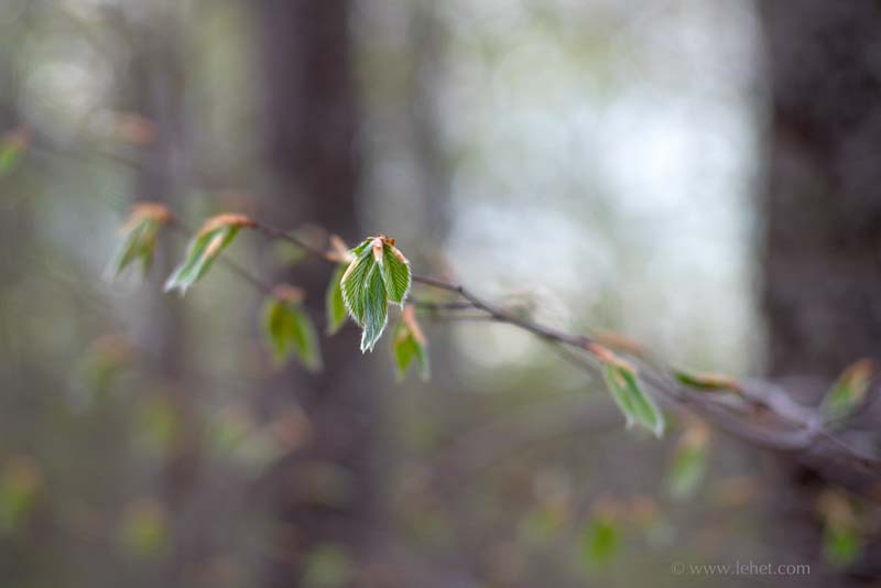 Spring Leaves,Beech Forest