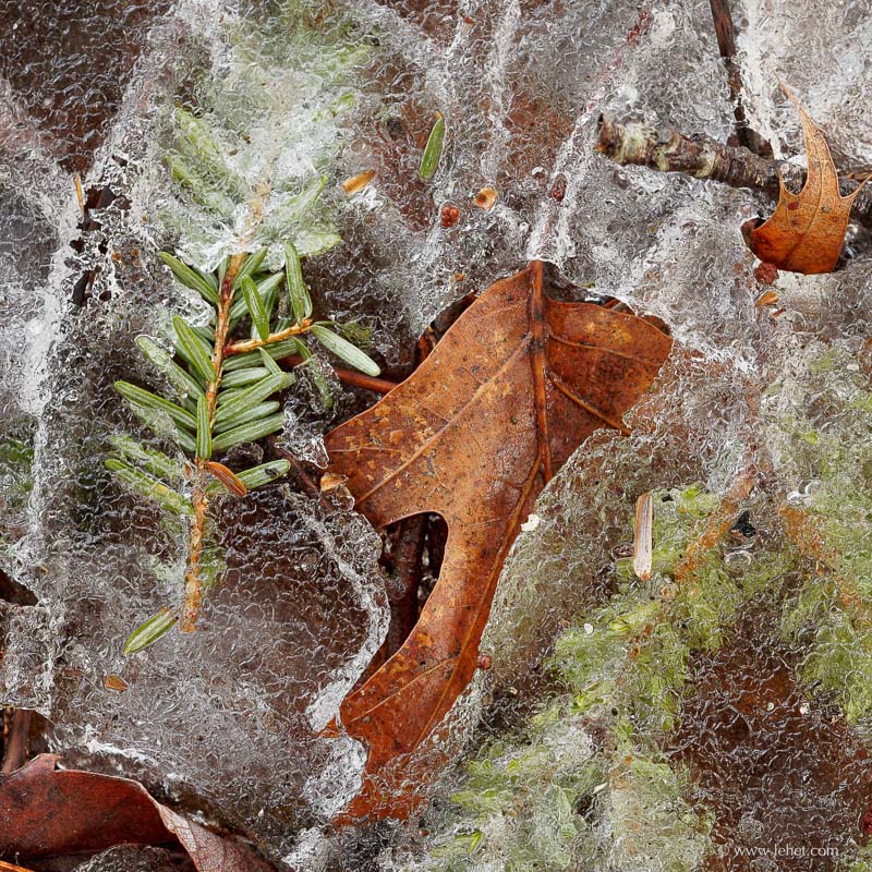 Oak Leaf and Hemlock in Spring Ice,Vermont 2014