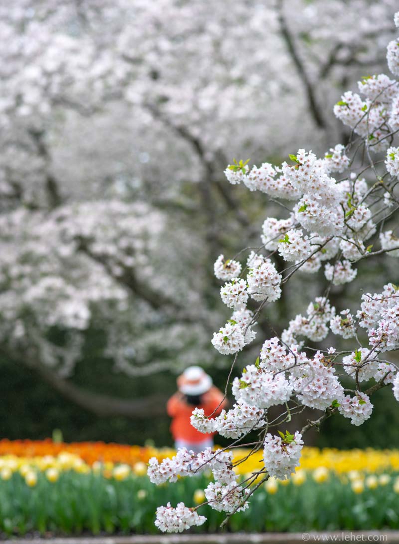 Two Flowering Trees,Tulips,White Hat