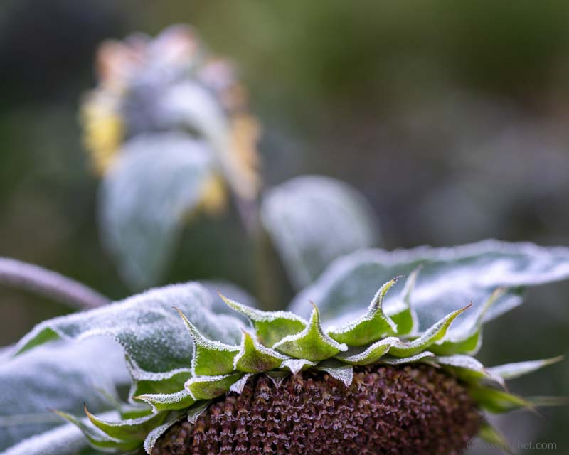 Frosted Sunflowers