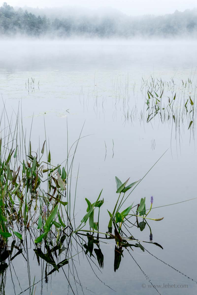 Pickerelweed with Flower,Mist,Post Pond