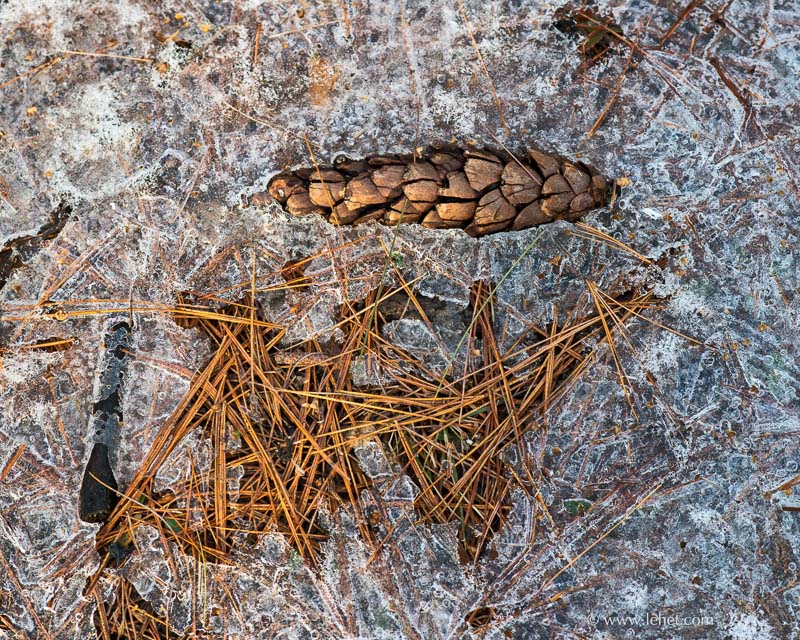 Pine Needles and Spring Ice,Pine Cone