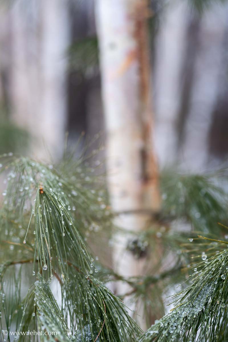 Pine Needles in Ice Storm by Birches,2017