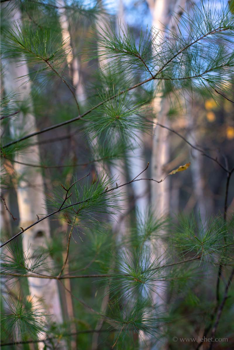 Pine Needles and Birches,Autumn,2018