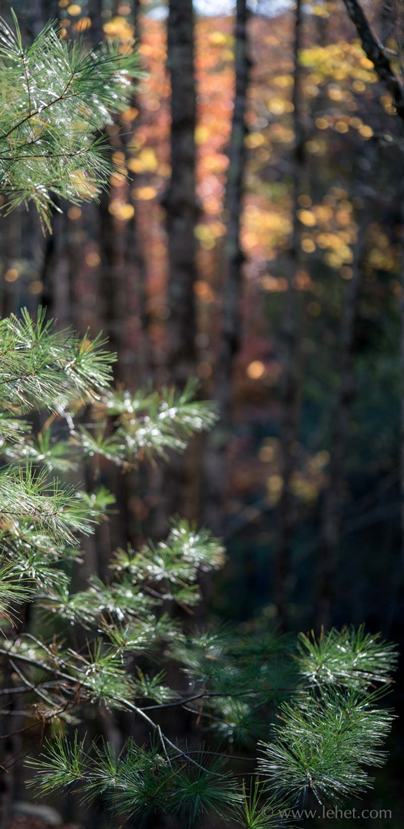 Pine Needles,Autumn Color Forest Backdrop