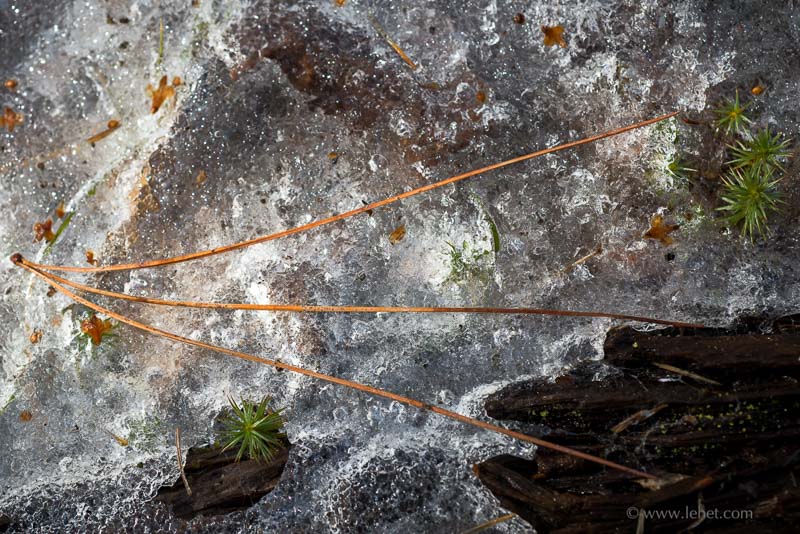 Pine Sprig on Spring Ice,Moss