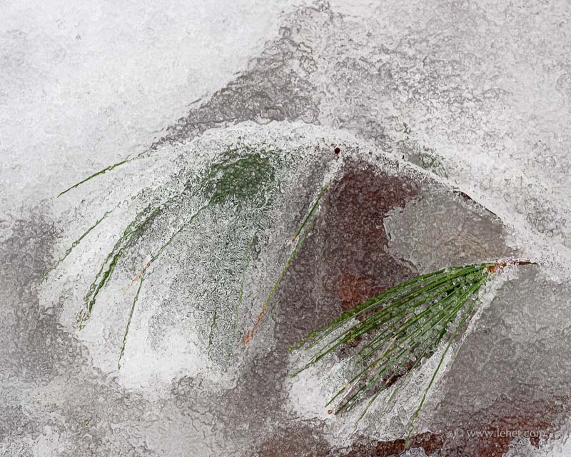 Pine Sprigs in Ice,Curves