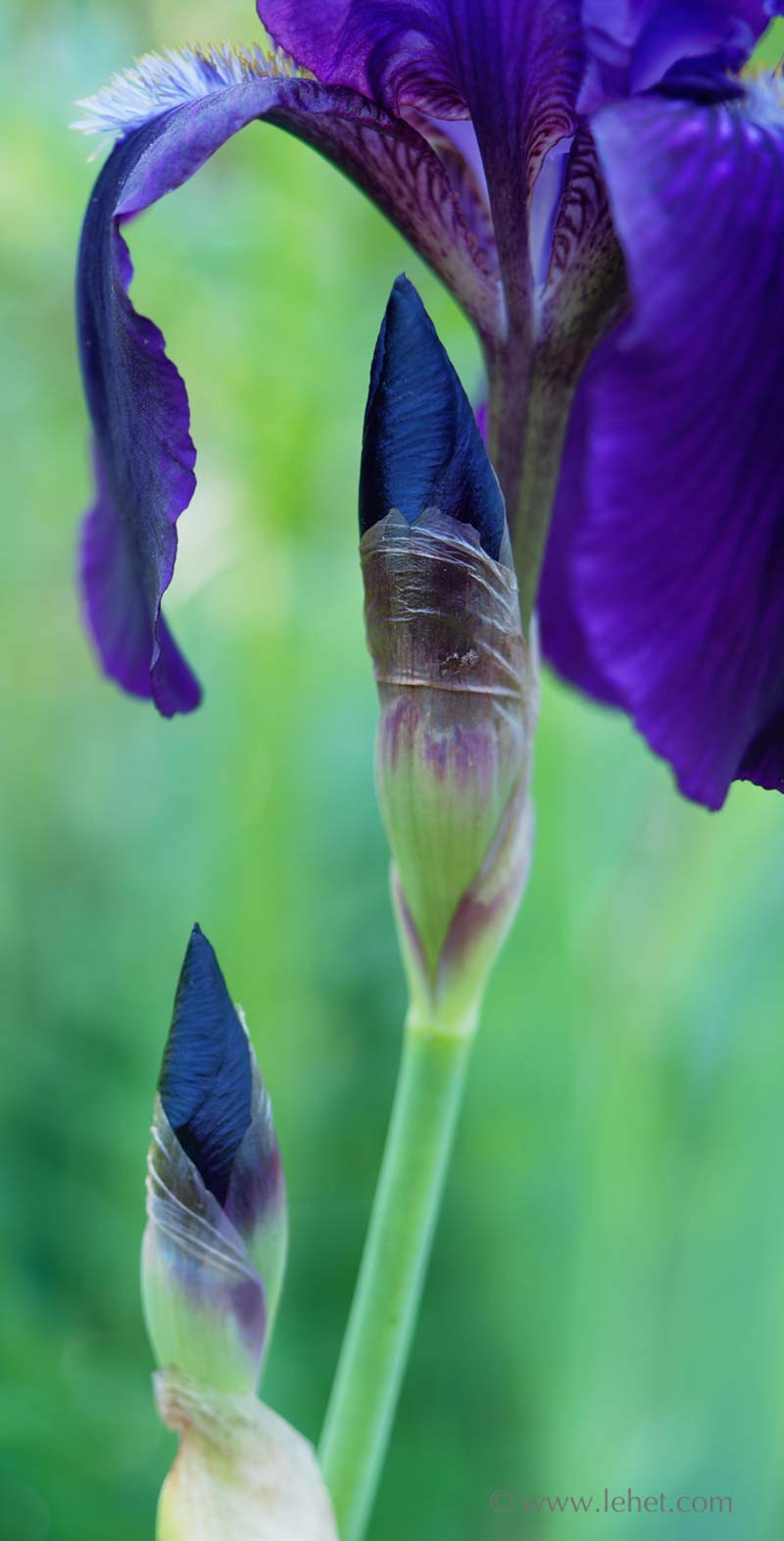 Purple Bearded Iris Bud,Thin Vertical