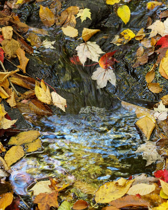 Foliage Reflection in Small Pool,Fallen Gold Leaves