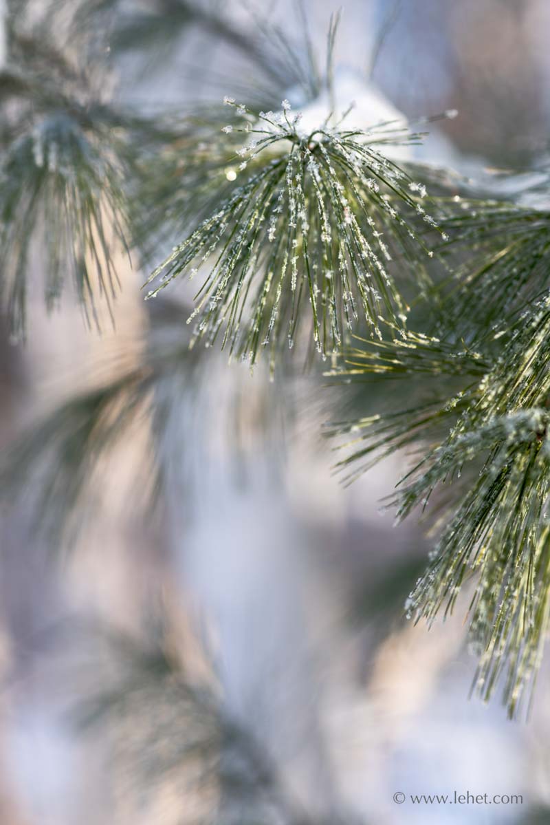 Rime Ice on Pine Needles,Birch Trees,2019
