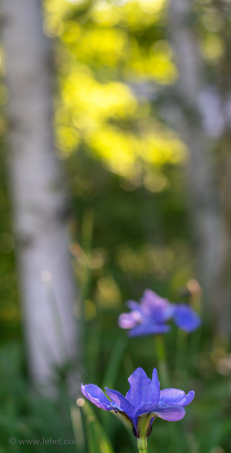 Siberian Iris,Birches Background