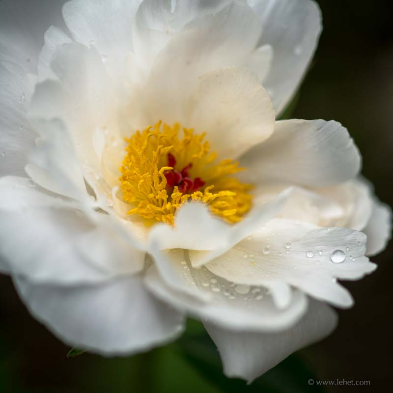 White Peony and Dew,Square