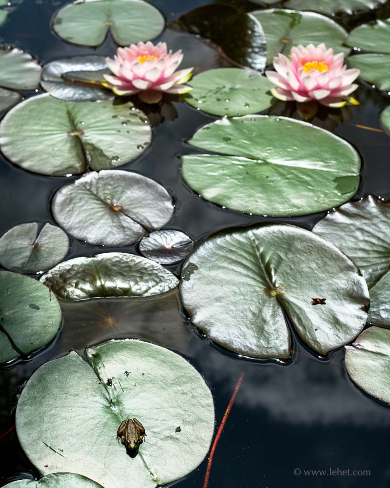 Small Frog,Two Waterlilies