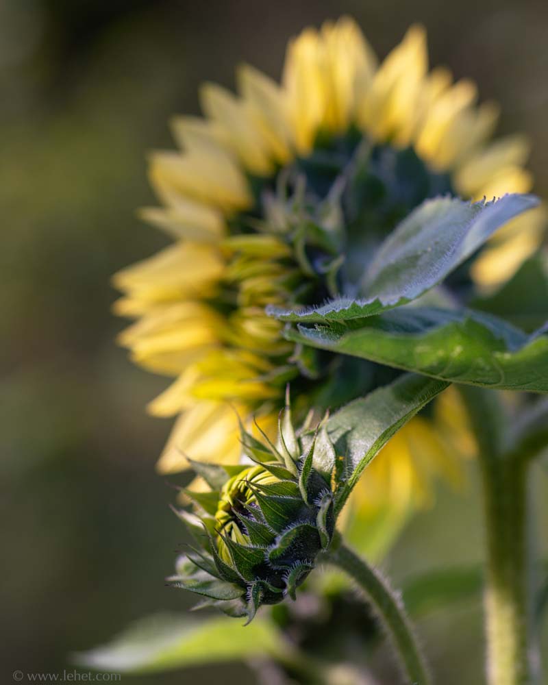 Sunflower Bud,Two Sunflowers Background
