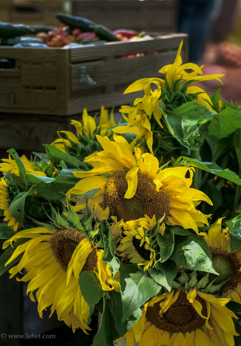 Sunflowers in Bucket,Farmers Market,Vermont