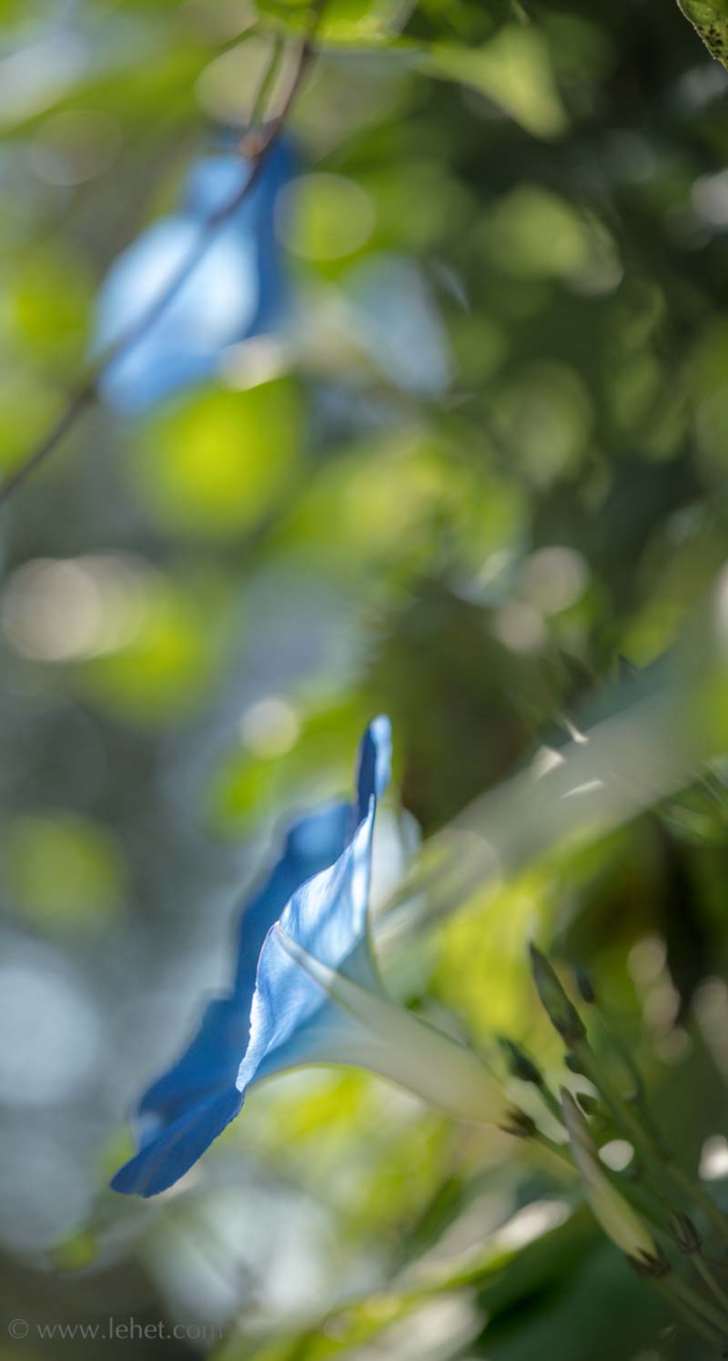 Two Morning Glories, Vertical
