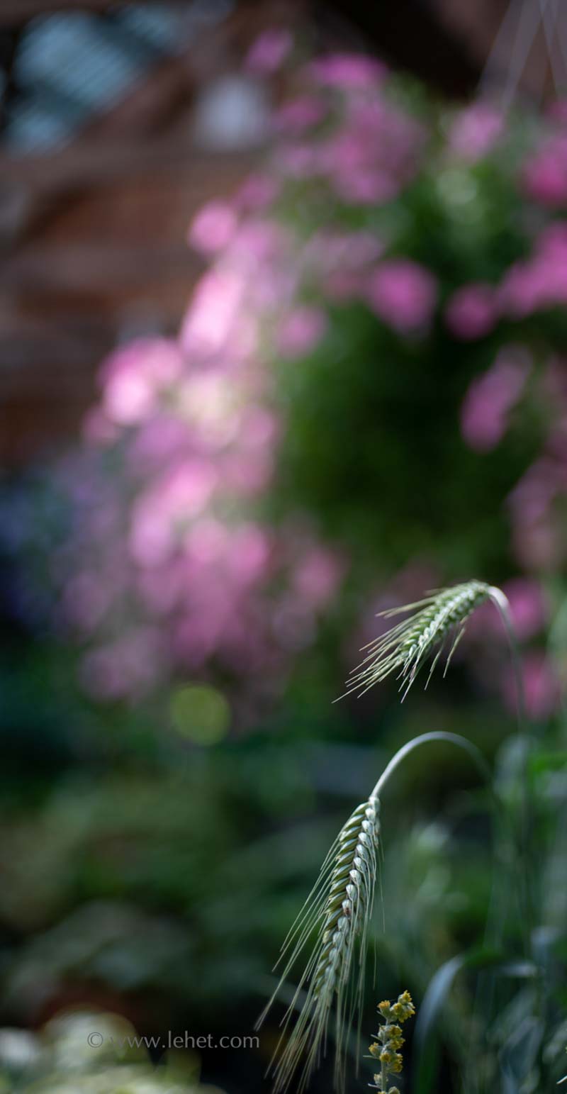 Two Oat Seed Heads with Pink Petunias,Greenhouse