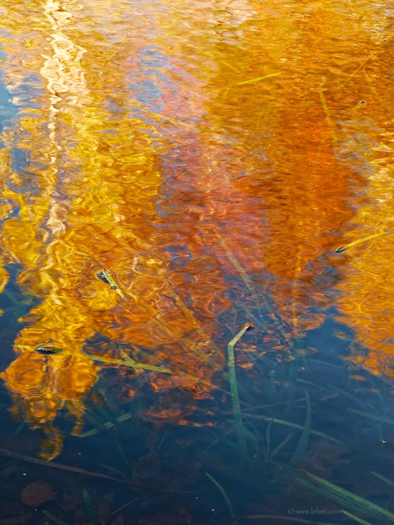 Autumn Foliage Reflections,Water Weeds, Vermont