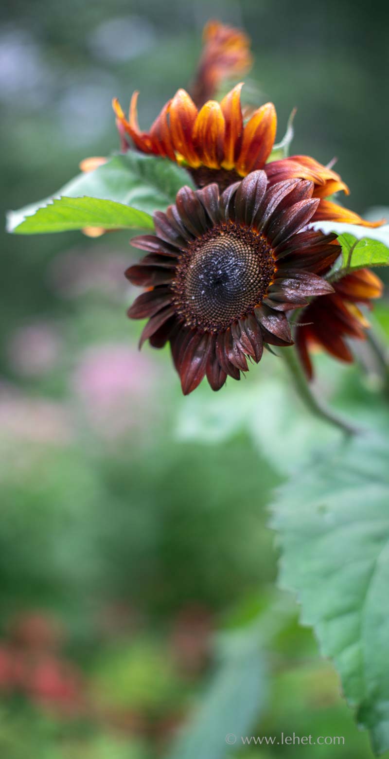 Red Sunflower and Dew,Red and Pink Flower Bokeh