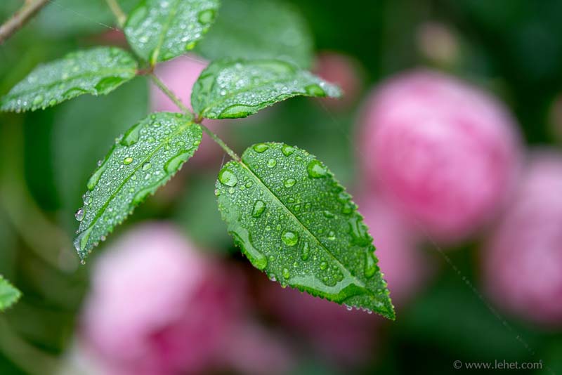 Rose Leaf in Rain,Pink Raubritter Bokeh
