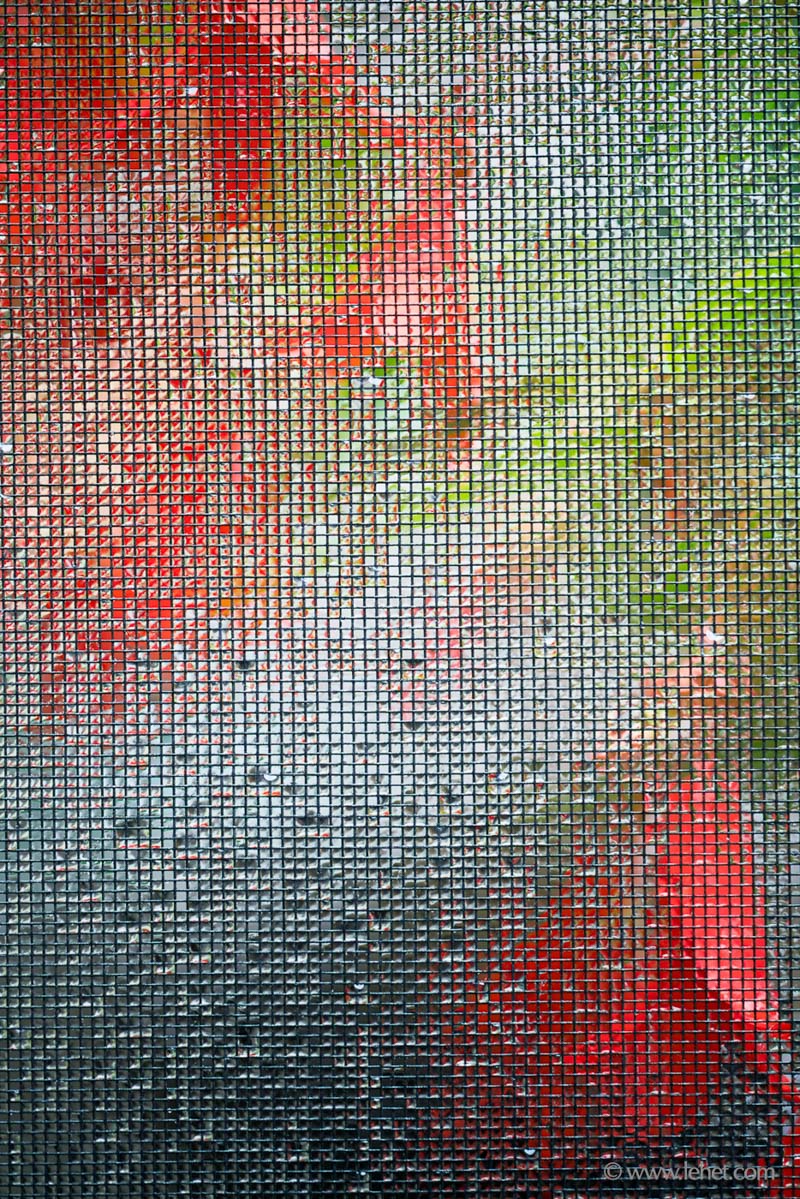 Orange and Scarlet Begonias Through Wet Screen,Vertical