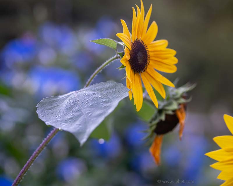 Sunflowers,Dew,in front of Morning Glories
