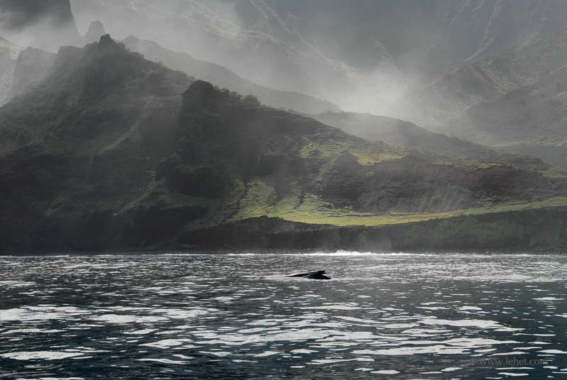 Whales and Coastline, Hawaii