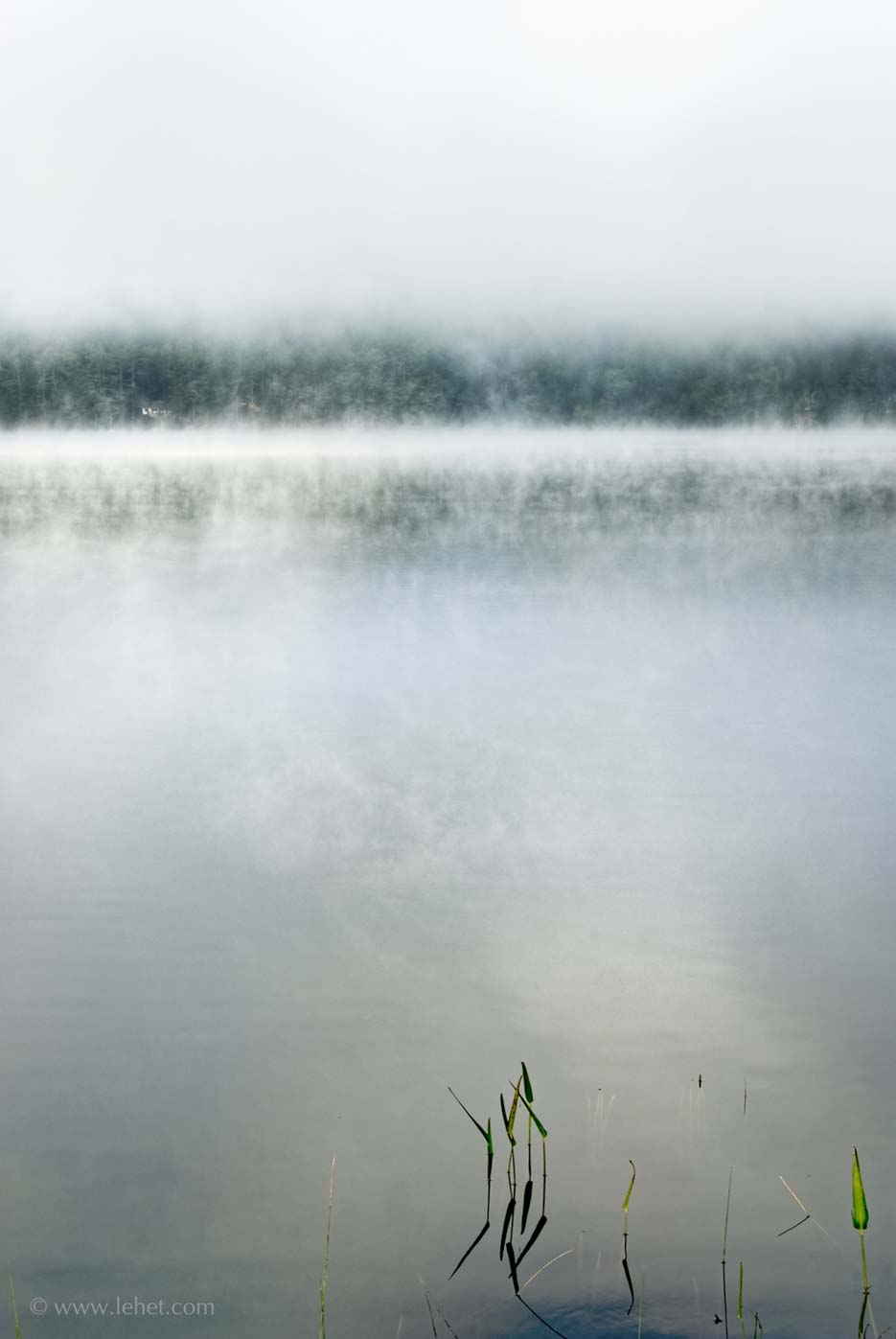 Pickerelweed, Mist Breaking Up, Post Pond
