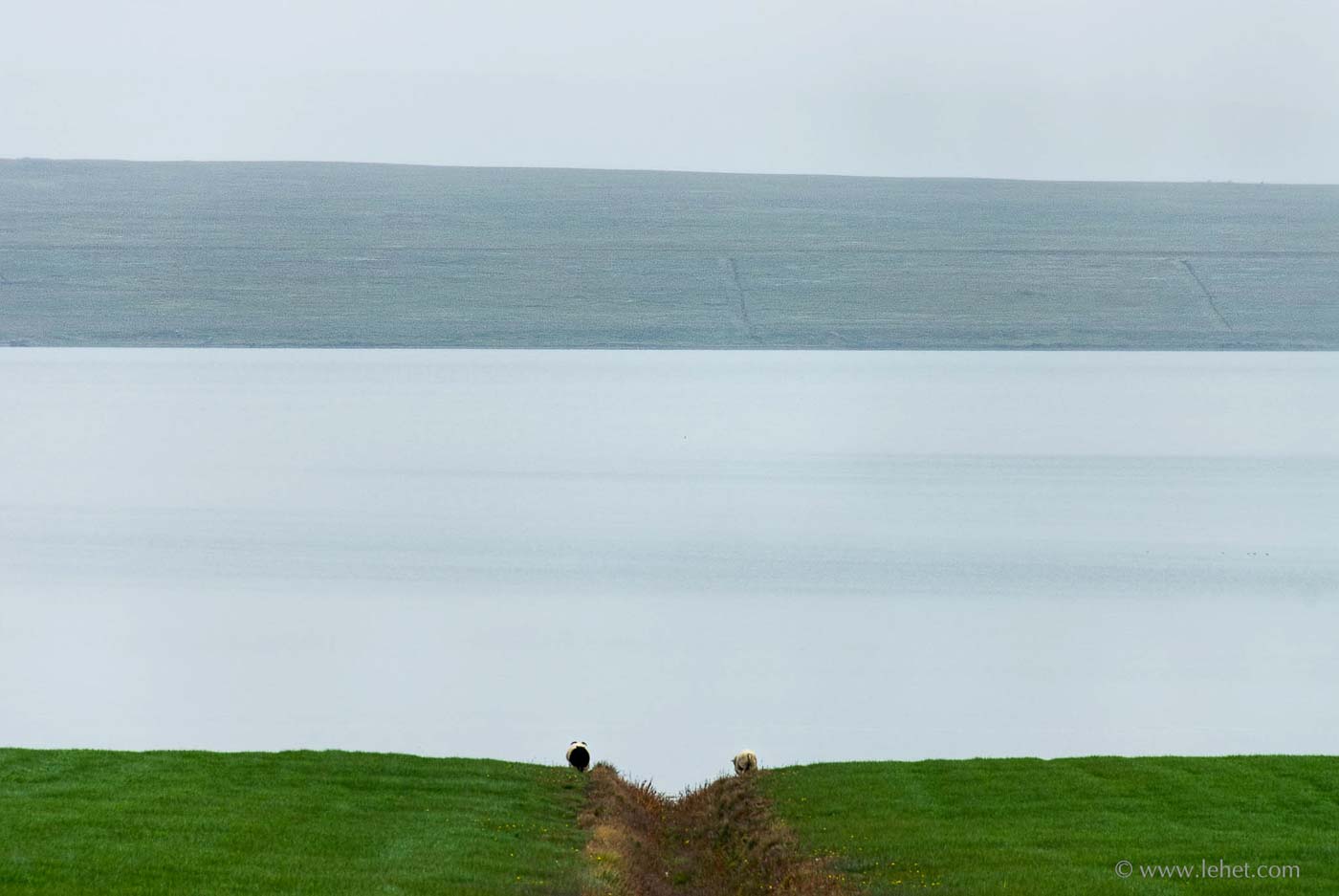 Black Sheep, White Sheep, Separated, Iceland, 2007